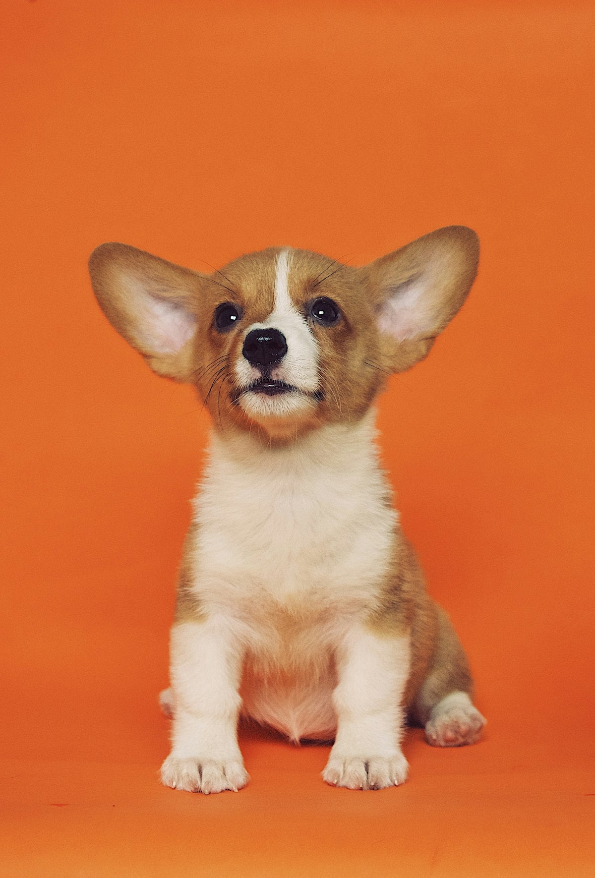 Bandana algodón para perro