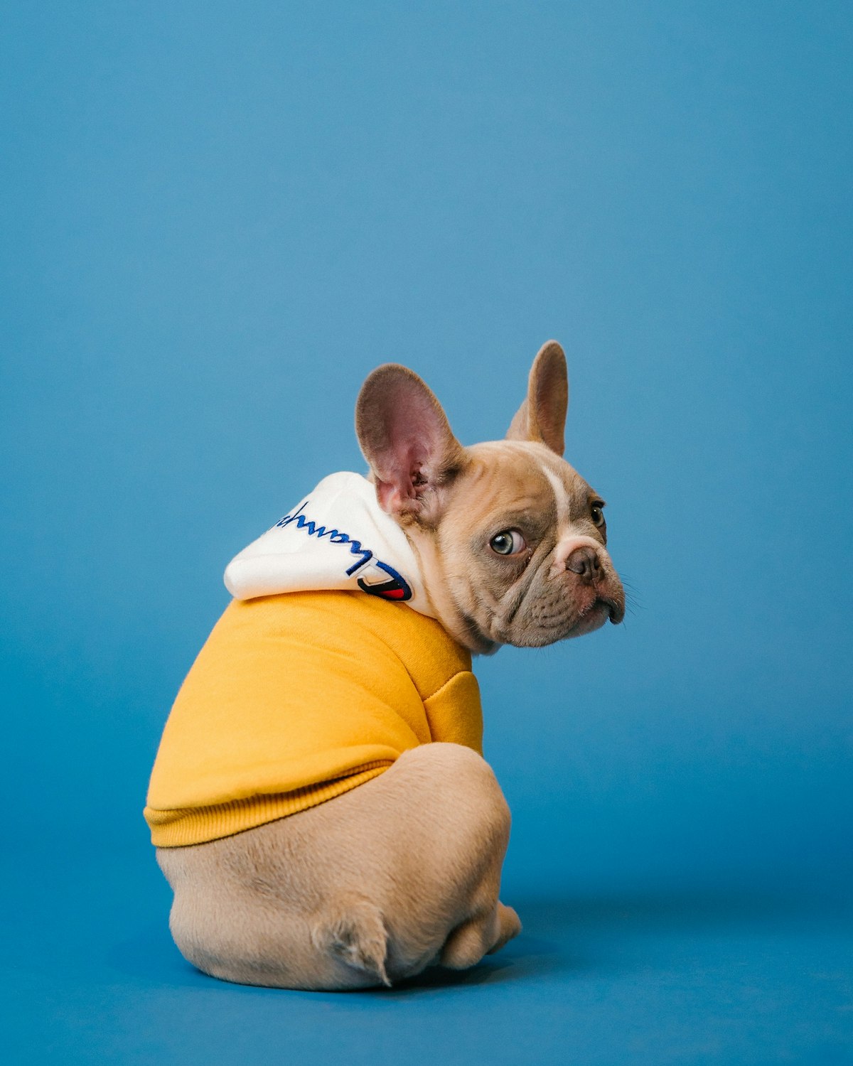 Suéter tejido para mascotas